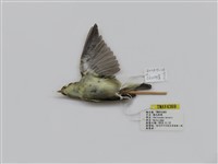 藏品(極北柳鶯)的圖片